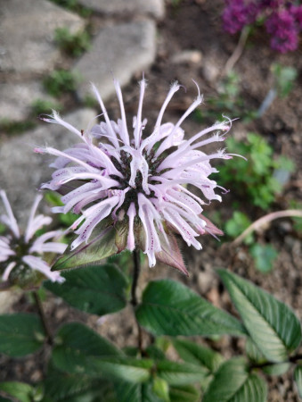 Monarda bradburiana